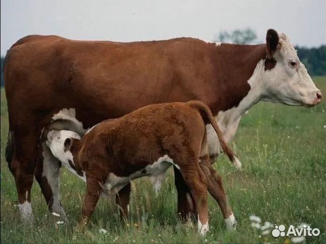 Корова стельная дойная и 5 месячный теленок