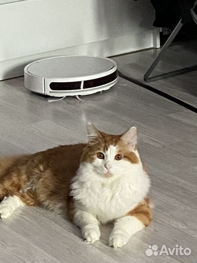 Отдадим в добрые руки