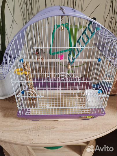 Зебровые амадины