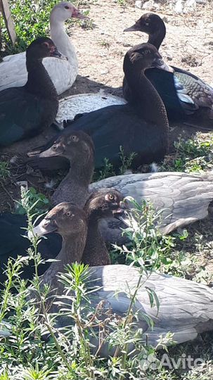 Мускусные утки тяжелые линии и петушки