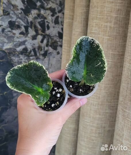 Фиалки сортовые