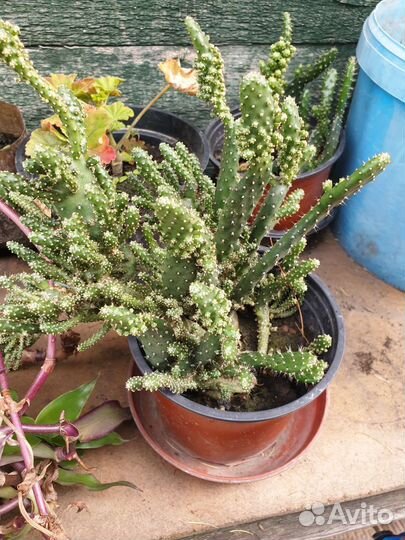 Декабрист, цикломен, кактус