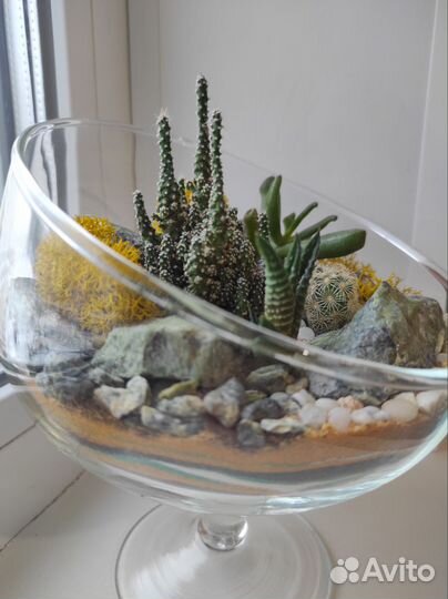 Флорариум суккуленты