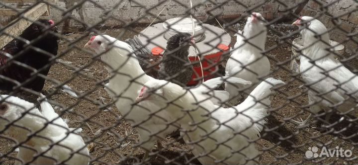 Петухи молодые