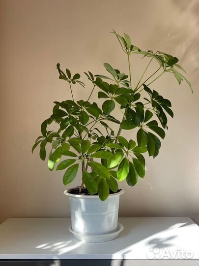 Комнатные цветы, шефлера