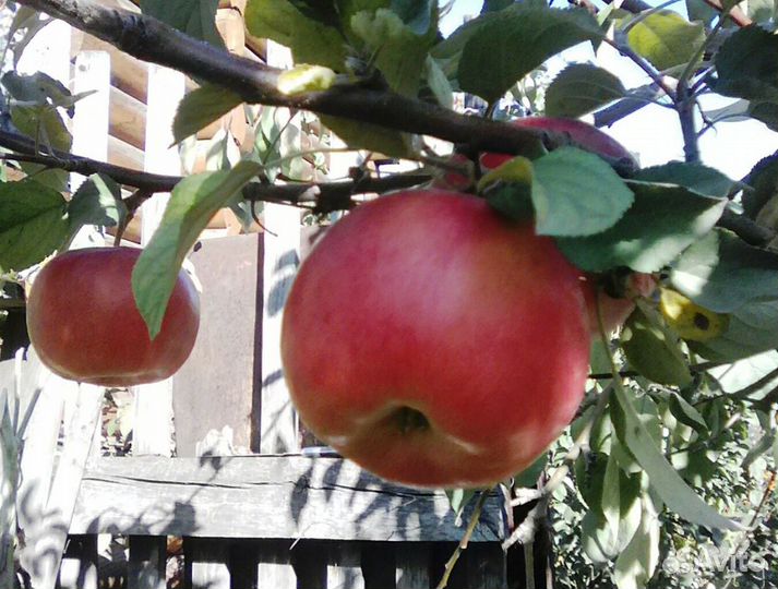 Саженцы Яблони крупноплодные зкс