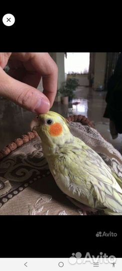 Попугай корелла ручной
