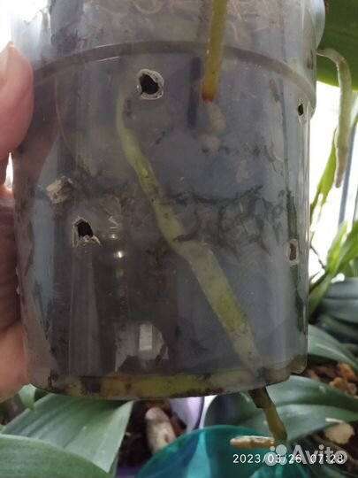 Орхидея фаленопсис детка