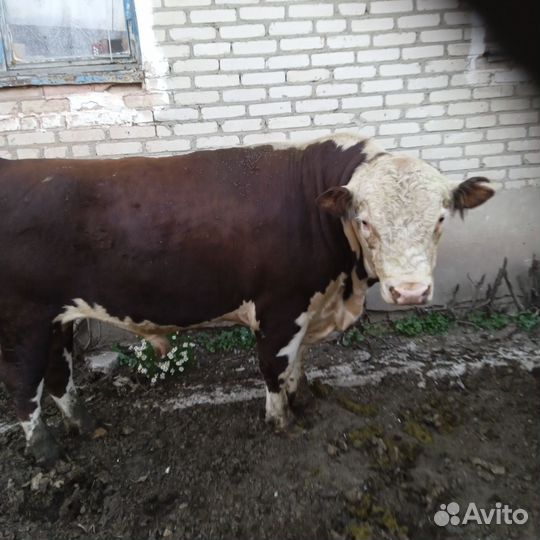 Быки на племя