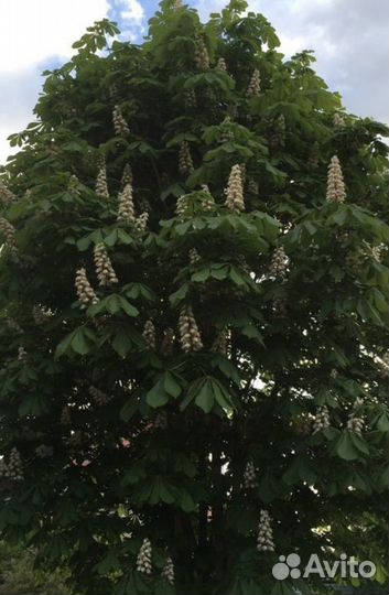 Саженцы каштана