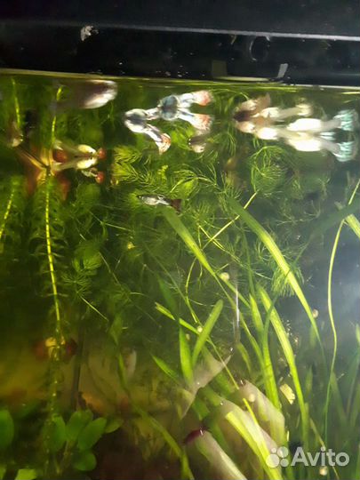 Аквариумная рыбка