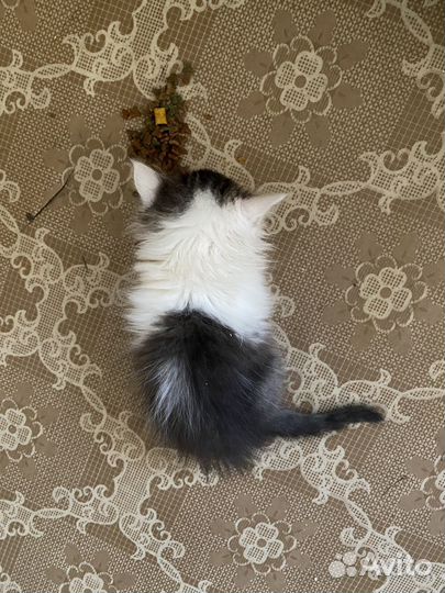 Белый пушистый кот приучен к лотку