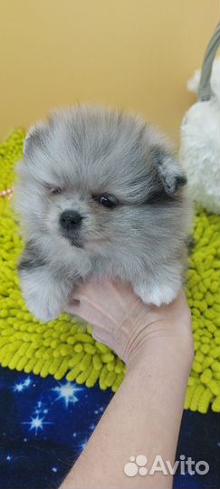 Померанский шпиц девочка мерле