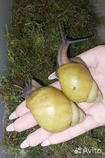 Улитки тигры и иктерики