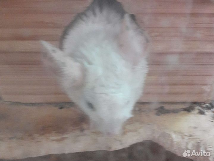Домашние животные