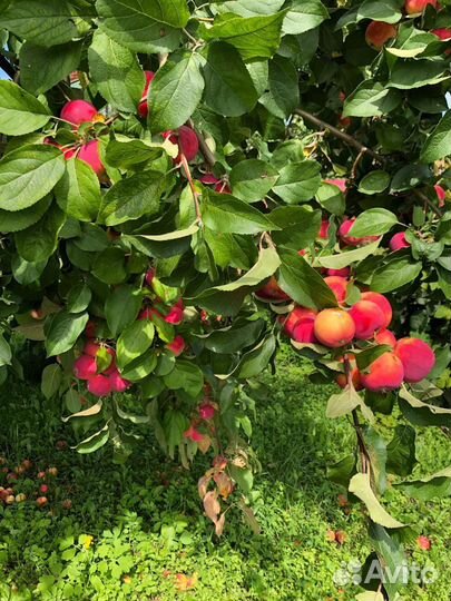 Яблочки садовые