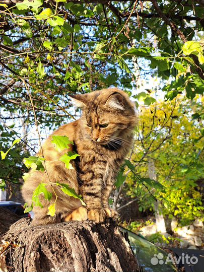 Кошечка в добрые руки