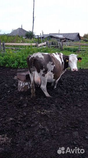 Корова высокоудойная