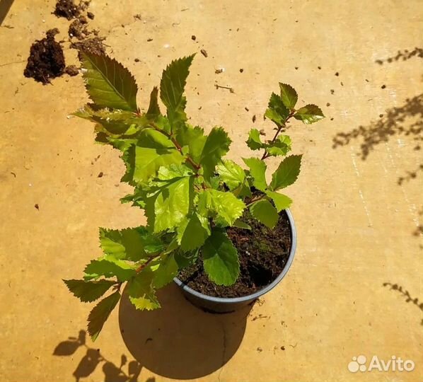 Боярышник сливолистный Оптом