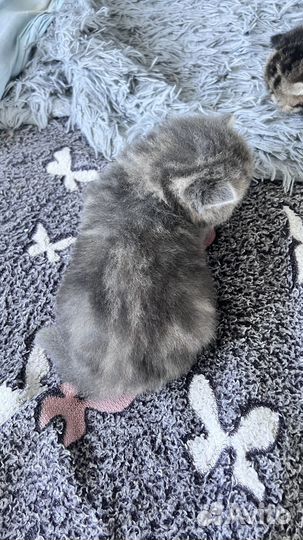 Шотландские котята