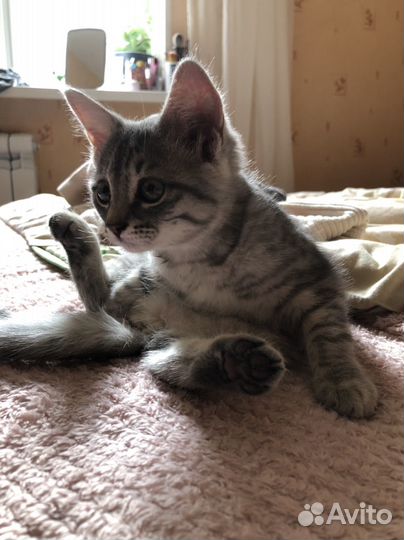 Котенок