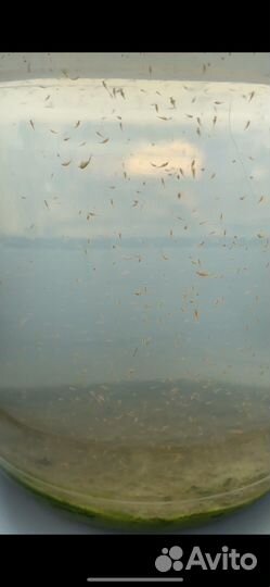 Артемия бесплатно