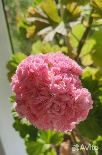 Пеларгония Anita