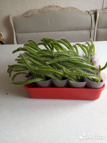 Кактус питахайя плодоносящий