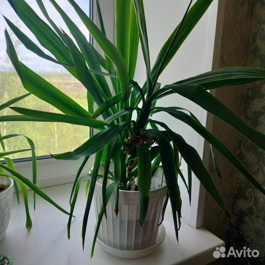 Продам Юкка