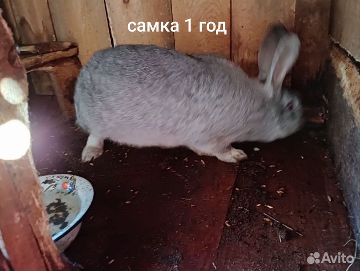 Племенные кролики