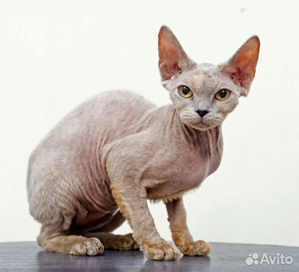 Котята породы девон-рекс