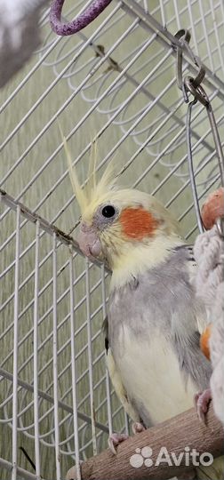 Попугай Корелла