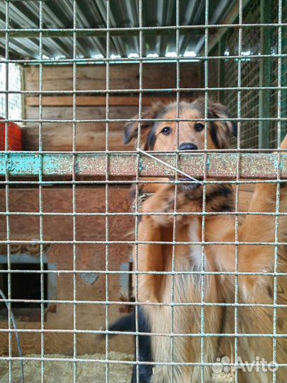 Собака из приюта, не может жить без человека