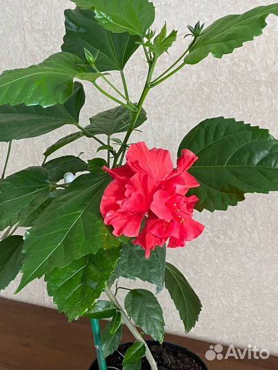 Роза китайская, гибискус, цветущая, красная