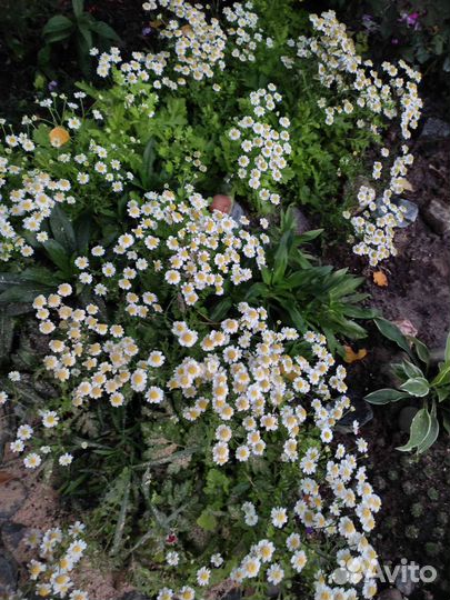 Матрикария (девичья ромашка)