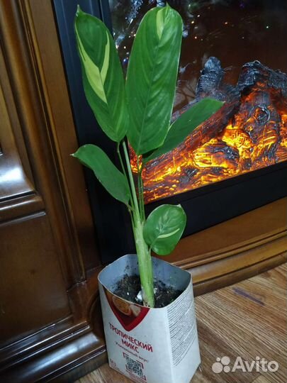 Ктенанта, строманта