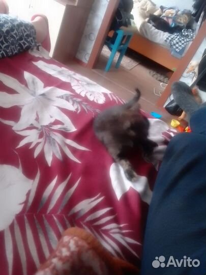 Котёнок