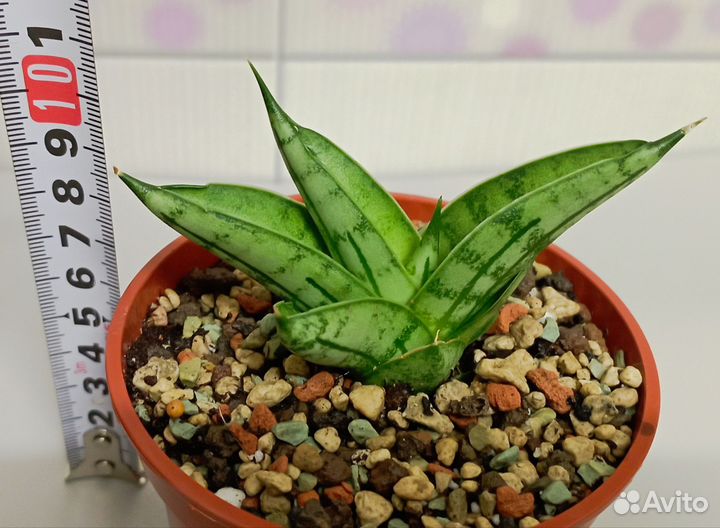 Сансевиерия сортовая