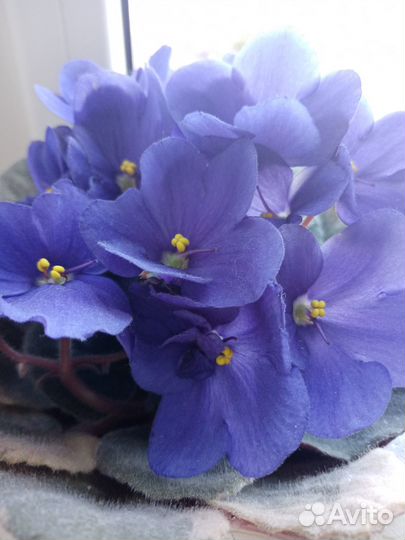 Комнатные цветы фиалки