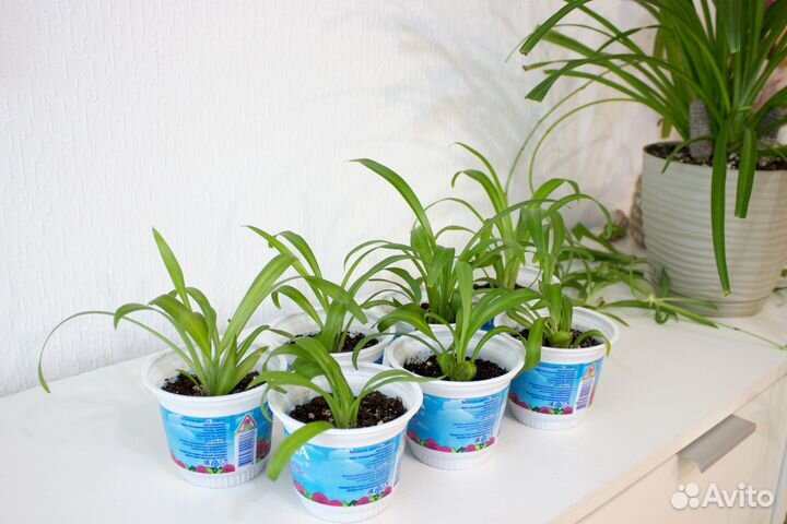 Комнатные растения цветы, хлорофитум