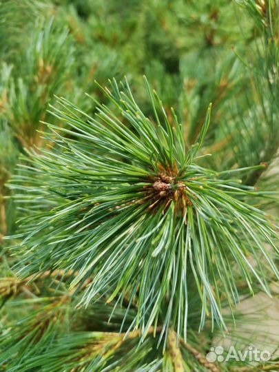 Кедровый стланик (С35)