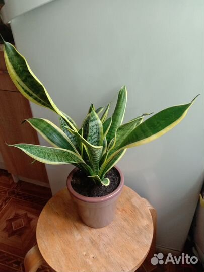 Сансевиерия Компакта