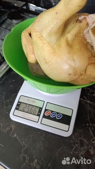 Куры бройлеры