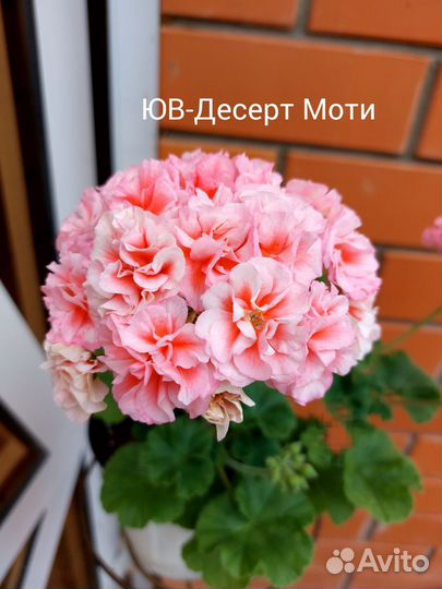 Пеларгония герань