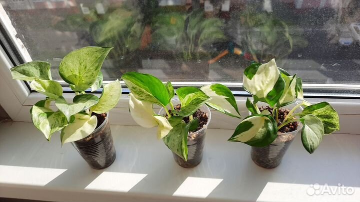 Сциндапсус хэппи лиф