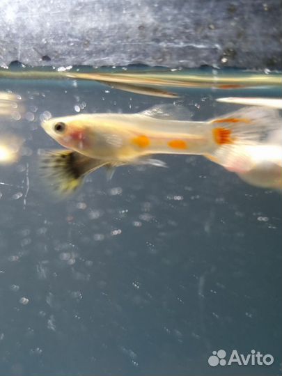 Аквариумные рыбки