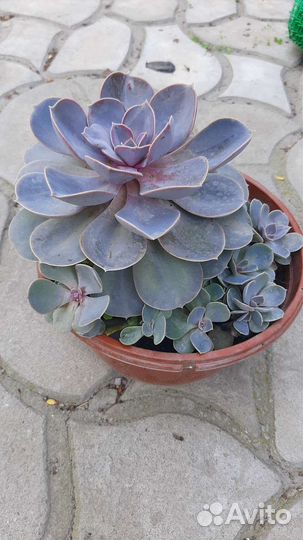 Эхеверия Жемчужина Нюрнберга