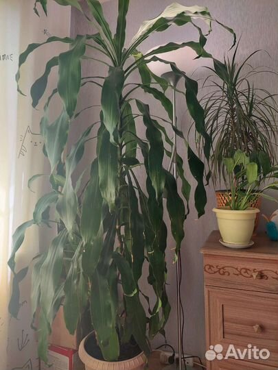 Драцена-дерево счастья