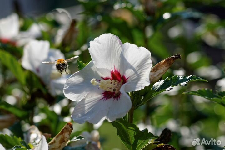 Гибискус сирийский