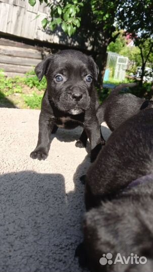 Продам щенков